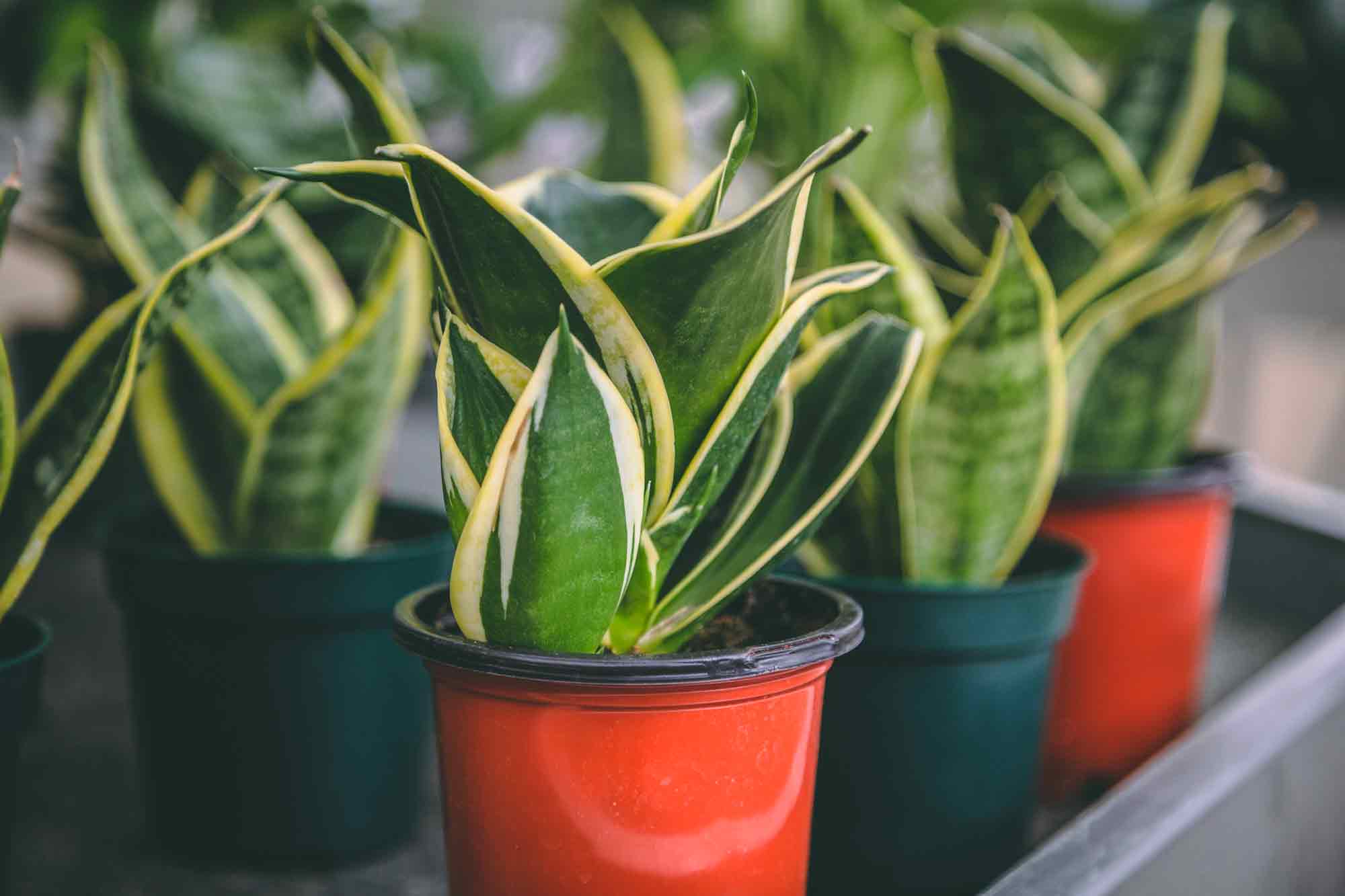 Snake Plants