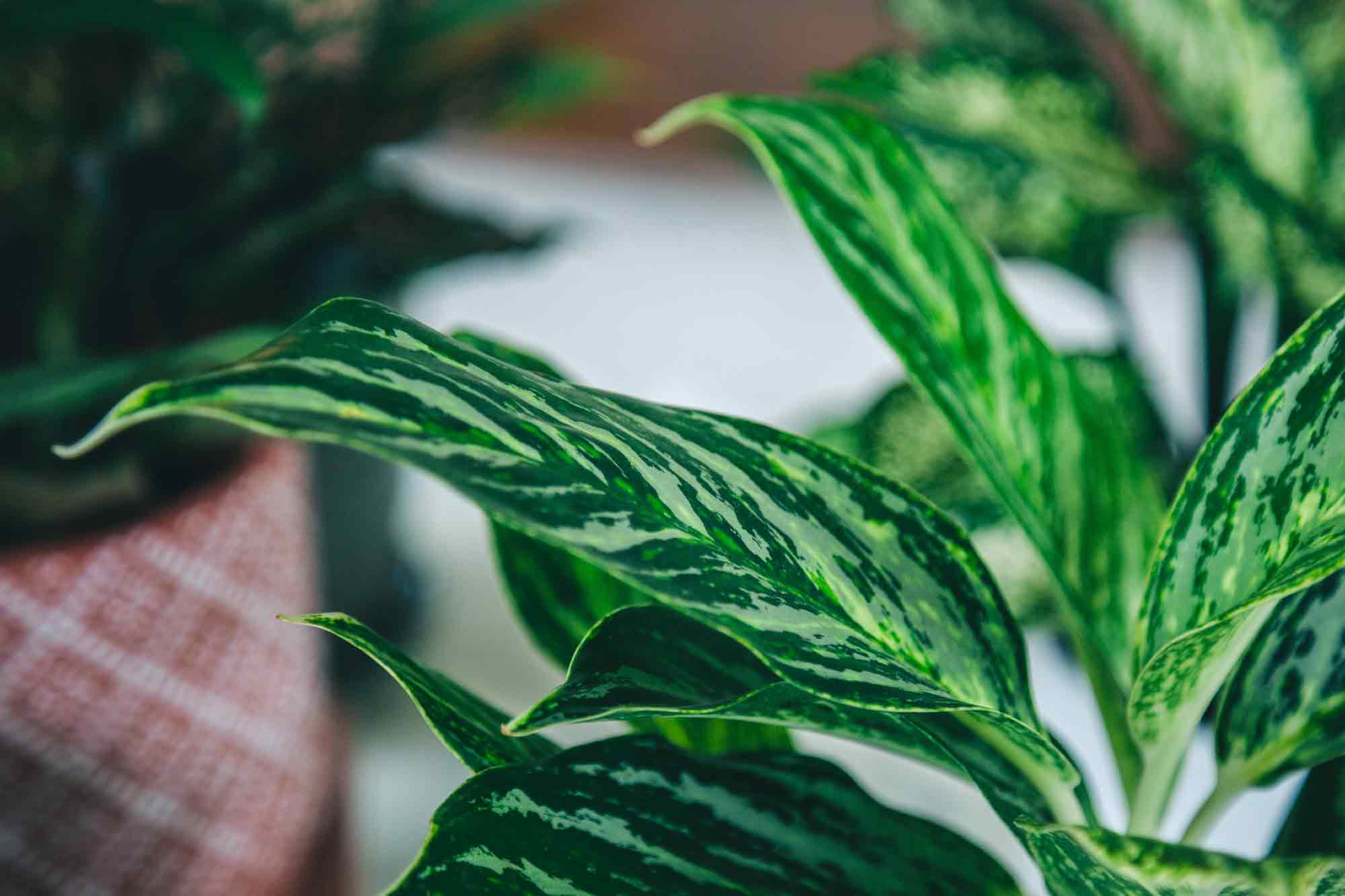 Chinese Evergreens