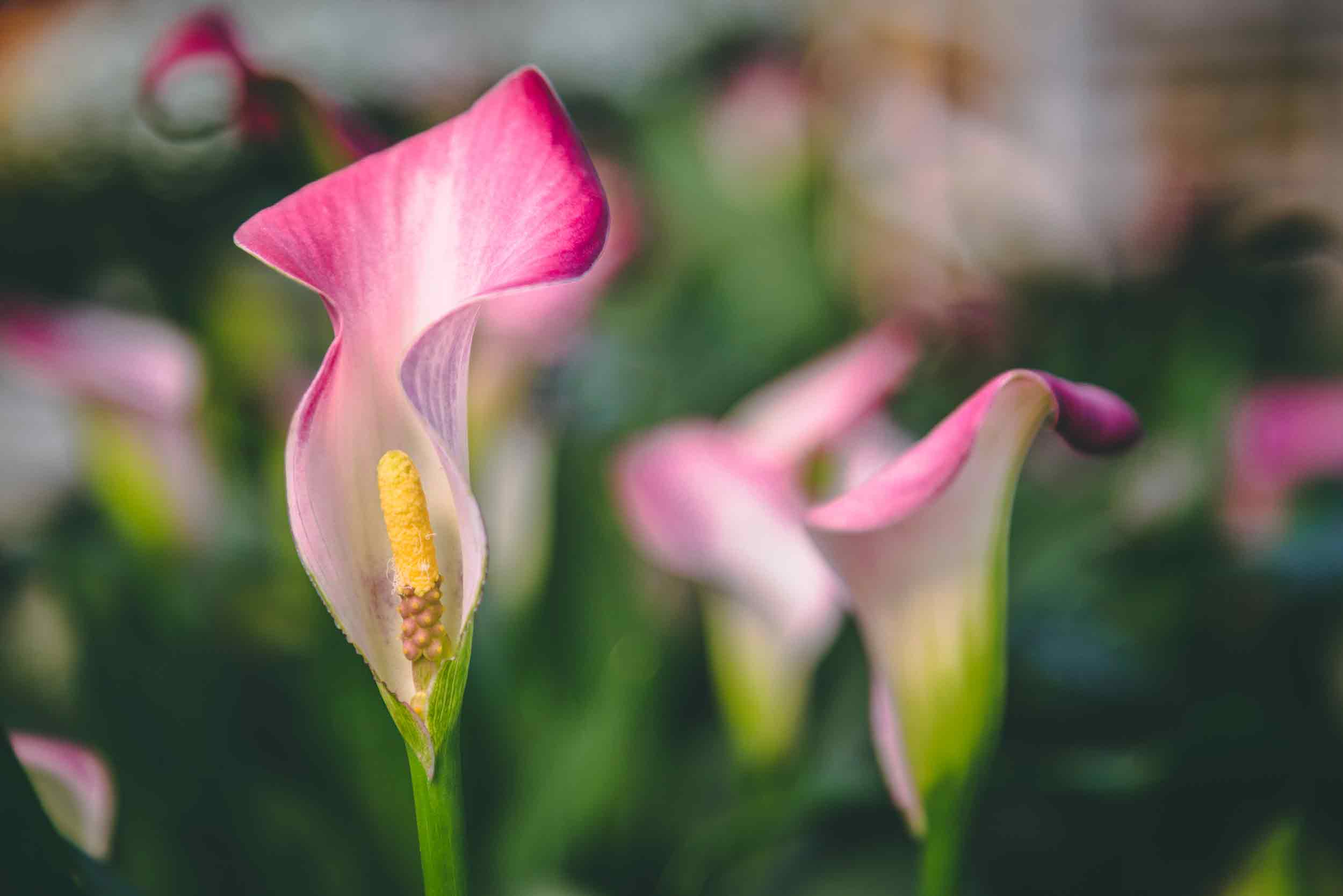 Calla Lilies