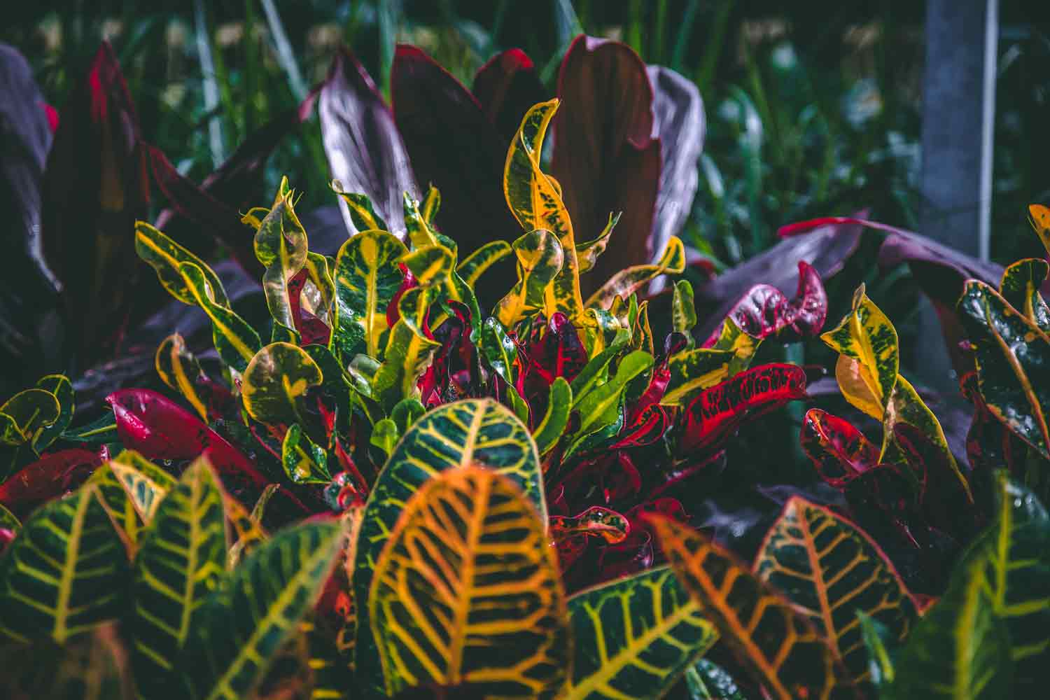 Crotons