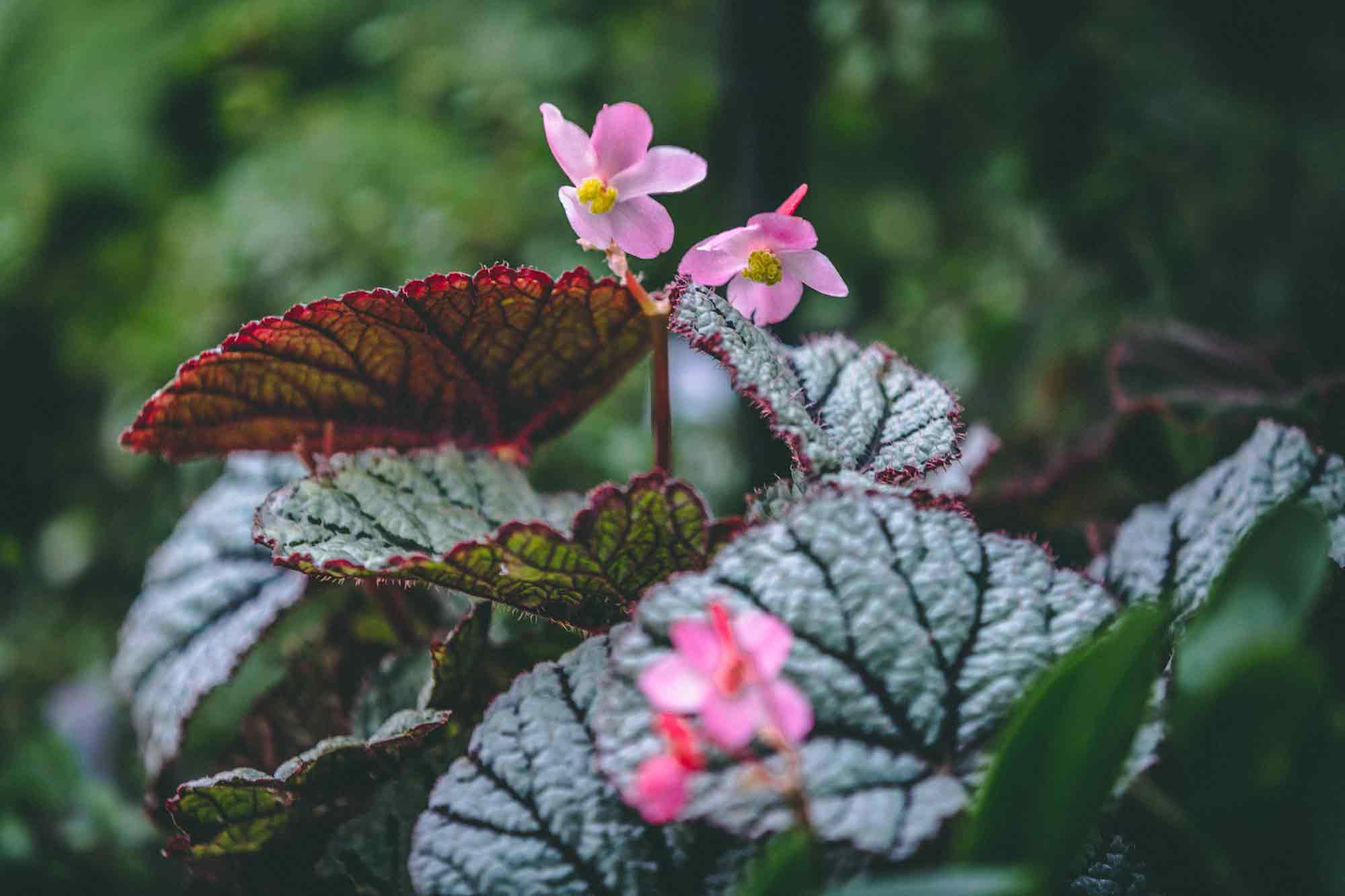 Begonias