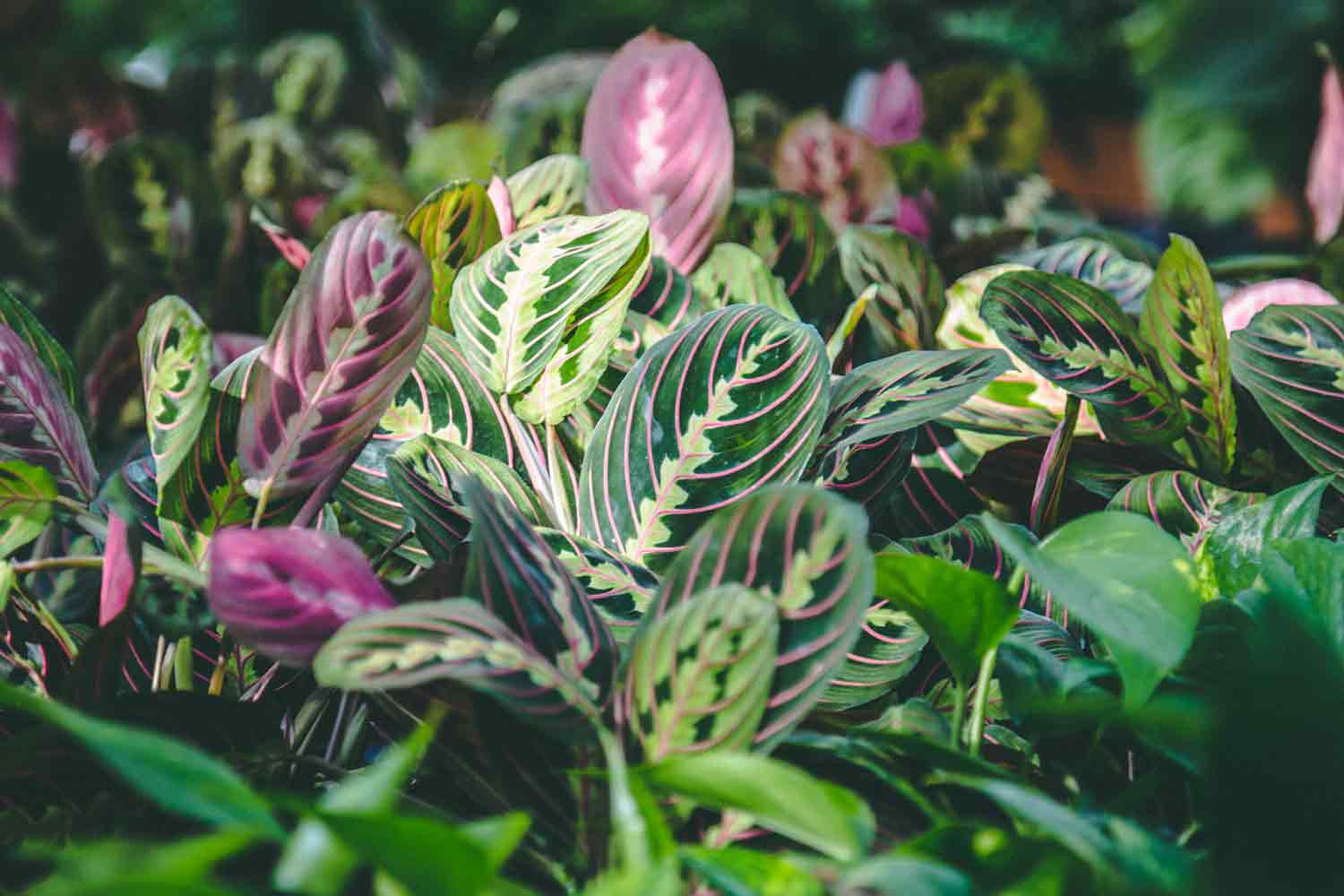 Calathea & Maranta