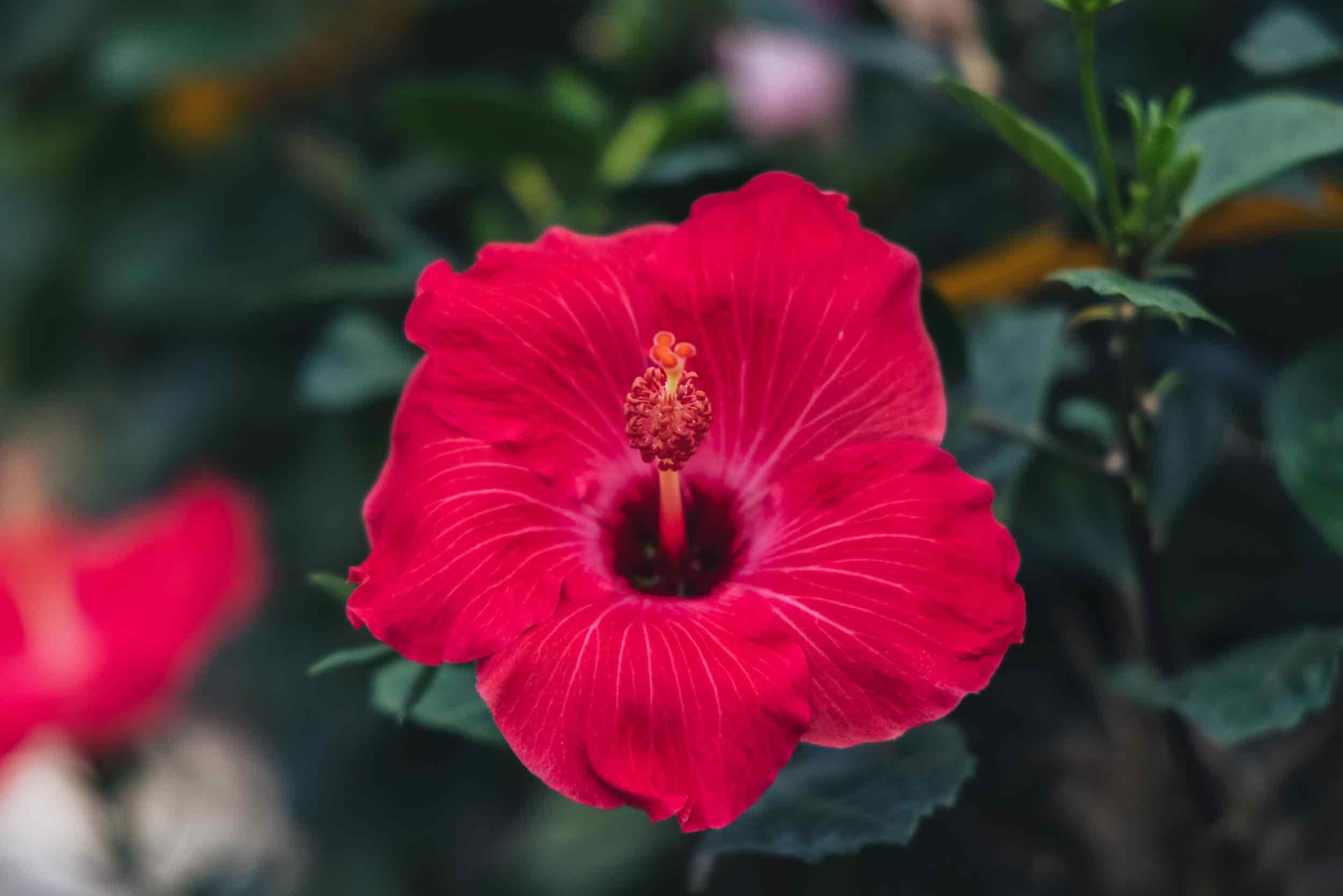 Tropical Hibiscus