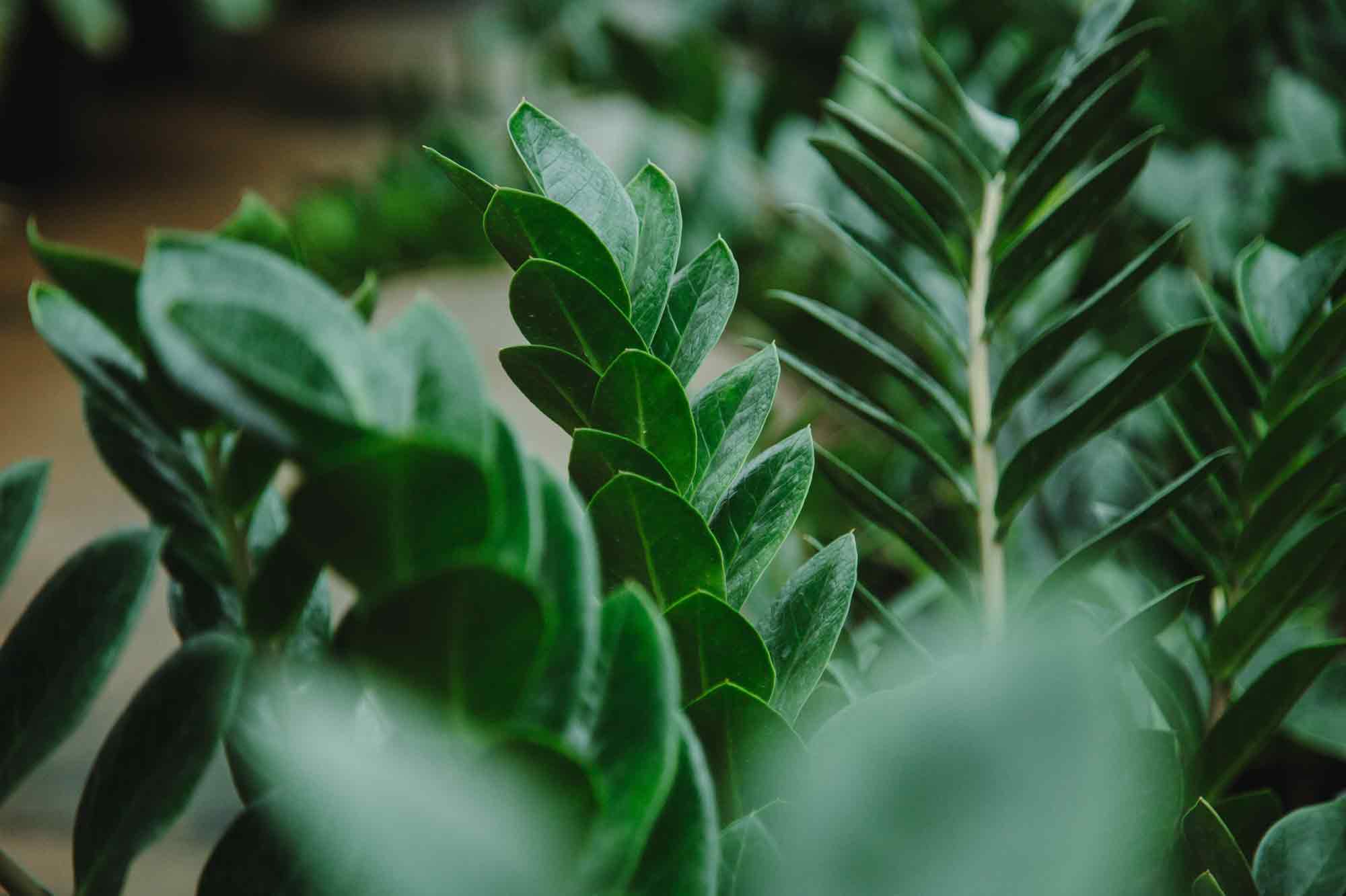 Assorted Foliage