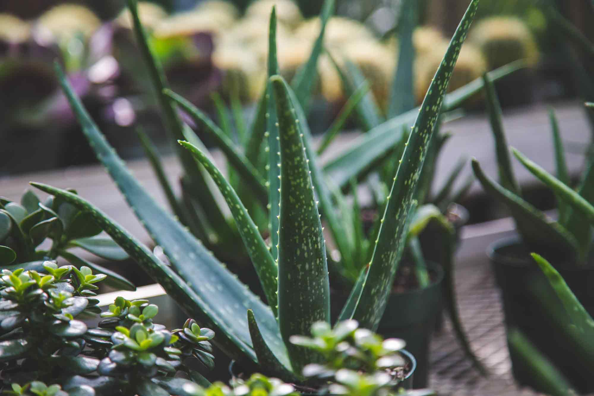 Aloes