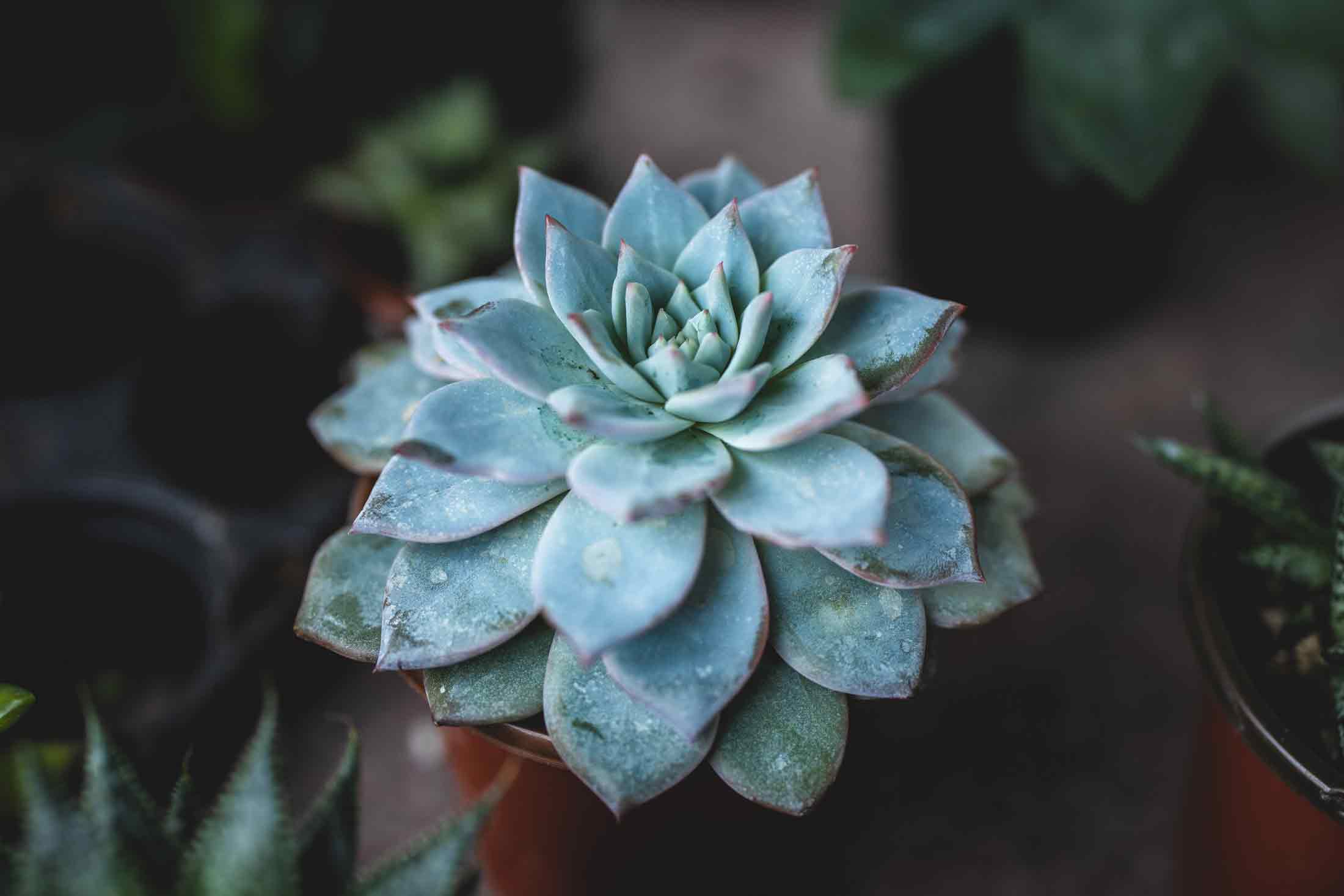 Echeverias