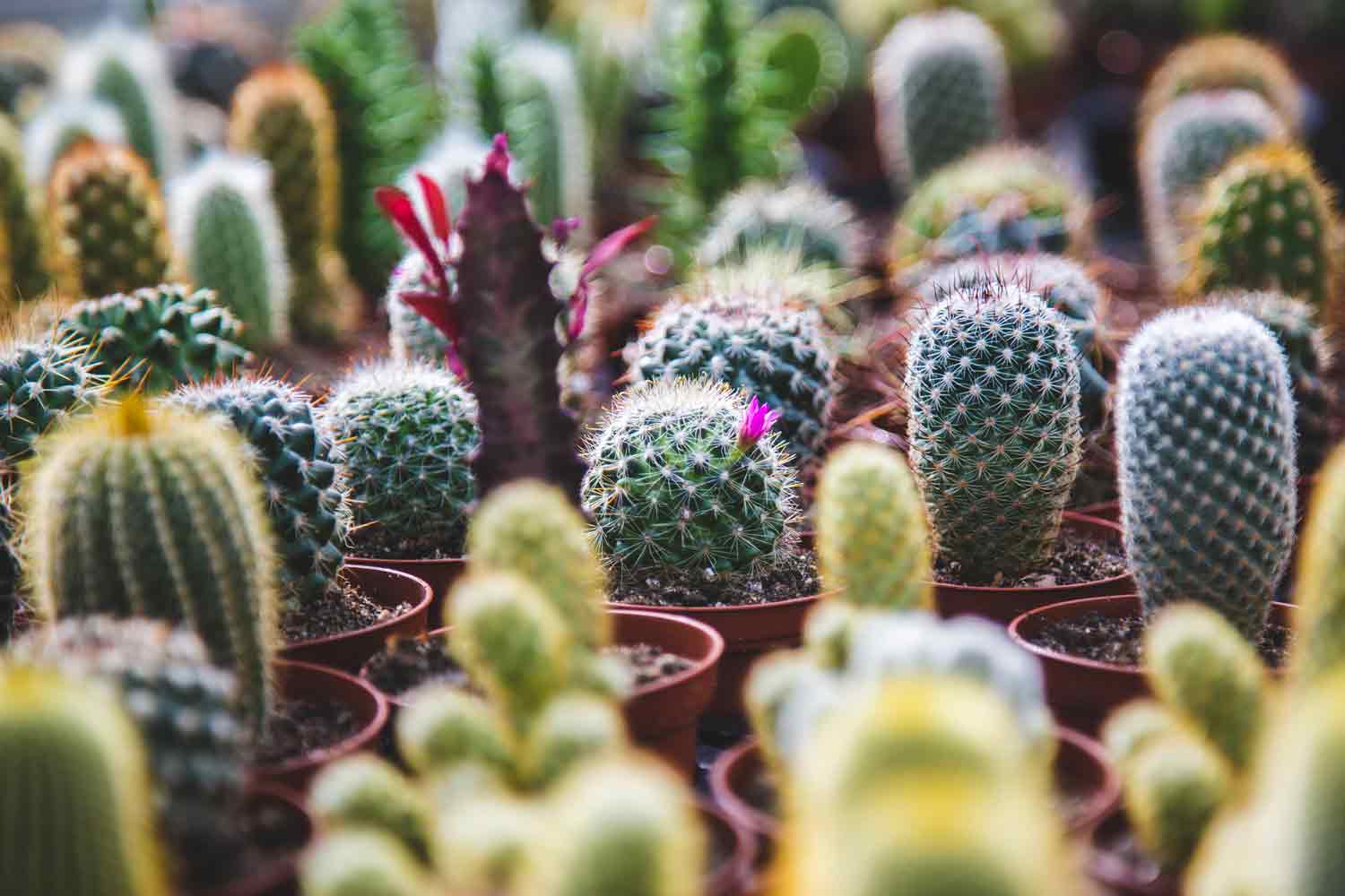 Assorted Cactus