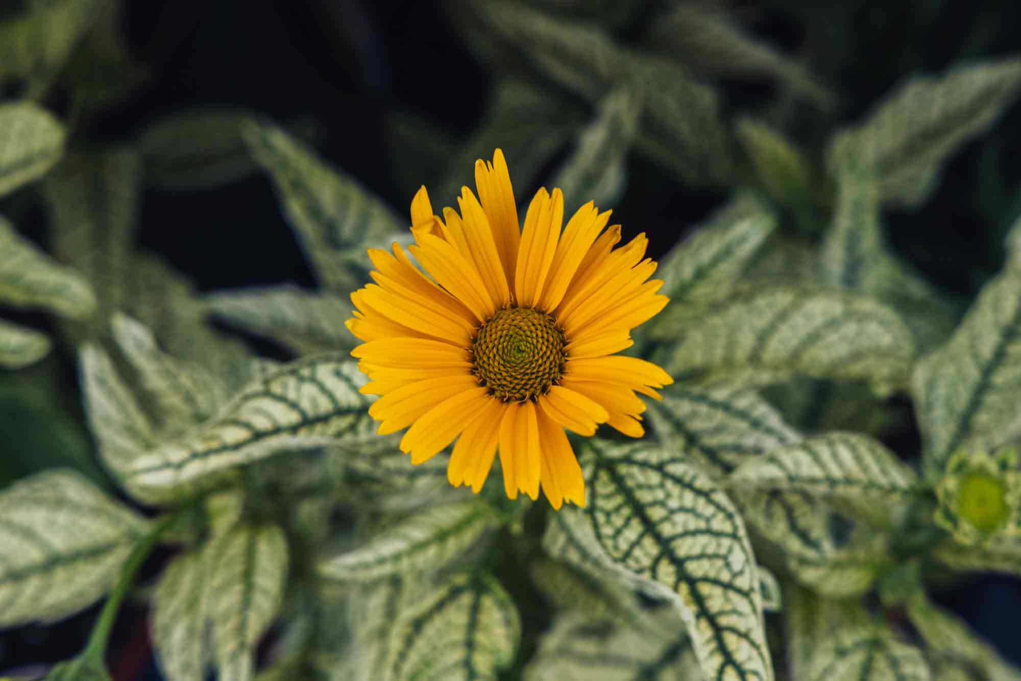False Sunflowers
