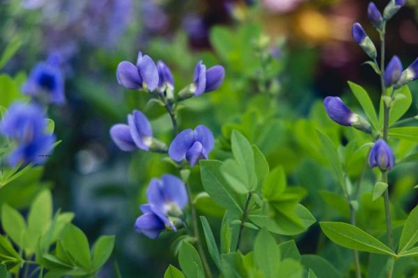 False Indigo 2 Gallon