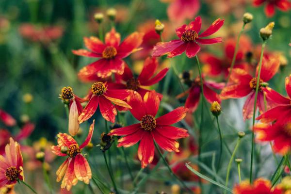 Tickseed 'Broad Street' Cruizin 1 Gallon