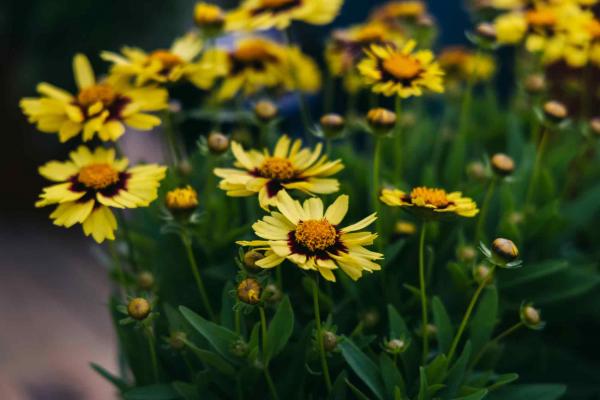 Tickseed Uptick 'Yellow and Red' 1 Gallon