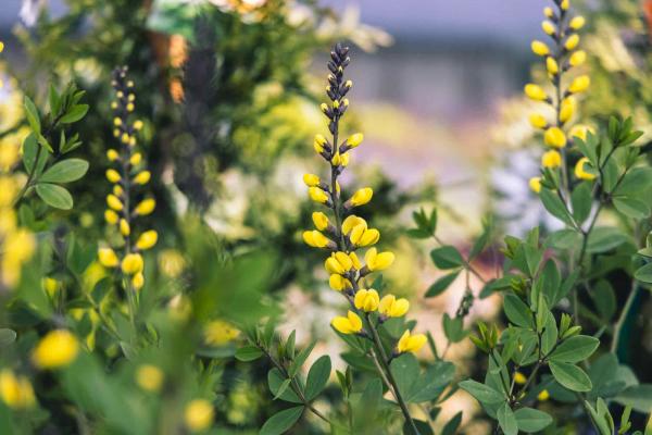 False Indigo 'Lemon Meringue' 1 Gallon