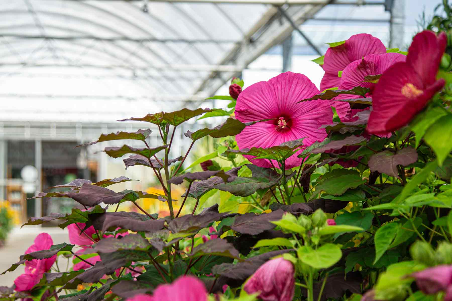 Hardy Hibiscus