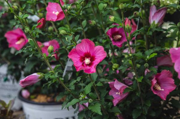 Rose of Sharon Lil' Kim&reg; Red 3 Gallon
