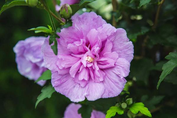Rose of Sharon Lavender Chiffon&reg; Tree 7 Gallon