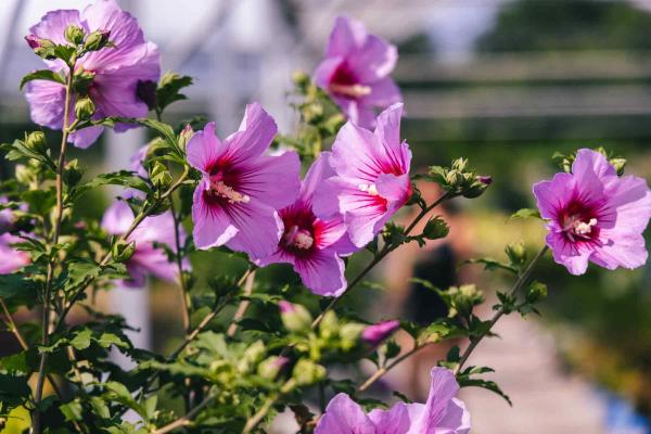 Rose of Sharon Violet Satin&reg; 3 Gallon