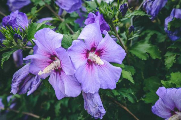 Rose of Sharon Azurri Blue Satin&reg; 3 Gallon