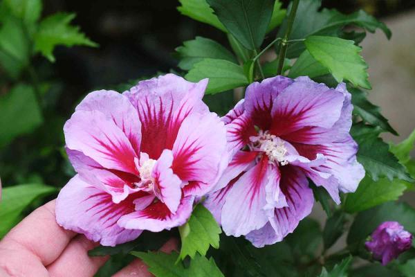 Rose of Sharon Purple Pillar&reg; Tree 7 Gallon