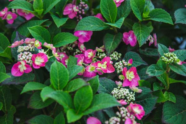 Mountain Hydrangea Tuff Stuff&trade; Red 3 Gallon