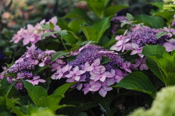 Mountain Hydrangea Tuff Stuff Ah-Ha&reg; 3 Gallon