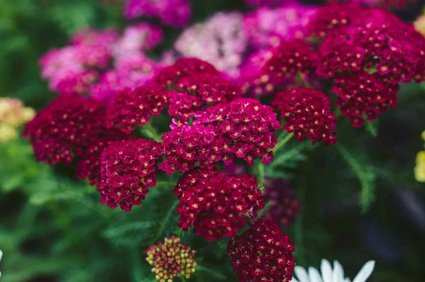 Yarrow 'Pomegranate' 2 Gallon