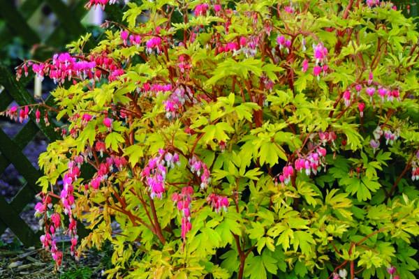 Bleeding Heart 'Gold Heart' ' 1 Gallon