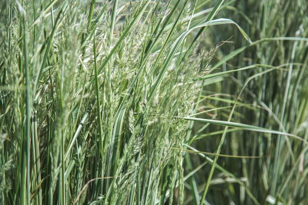 Feather Reed Grass 'Overdam' 3 Gallon