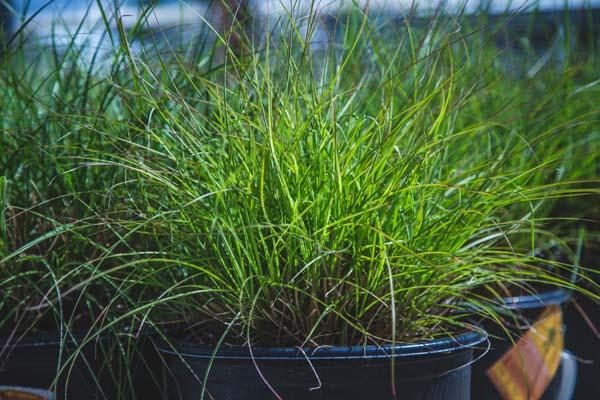 Dwarf Maiden Grass 'Little Kitten' 3 Gallon