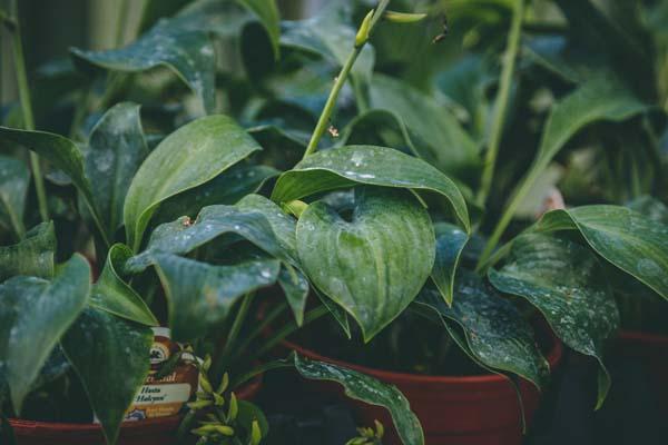 Hosta 'Halcyon' 2 Gallon