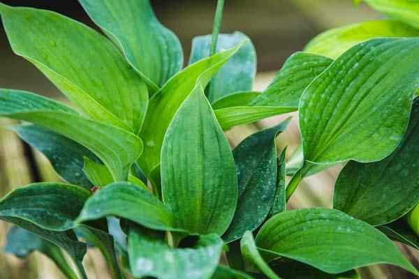 Hosta 'Blue Angel' 1 Gallon