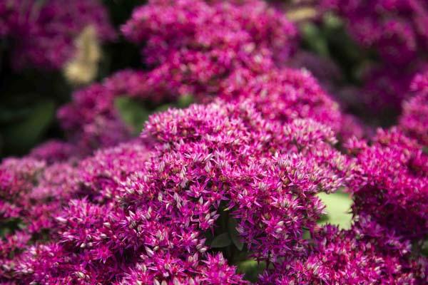 Stonecrop Sedum 'Class Act' 1 Gallon