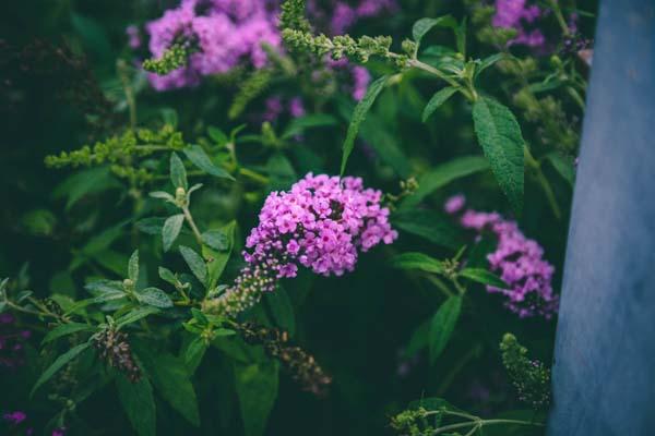 Butterfly Bush Buzz&trade; Lavender 1 Gallon