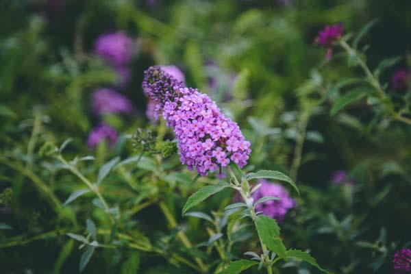 Butterfly Bush Buzz&trade; Sky Blue 1 Gallon