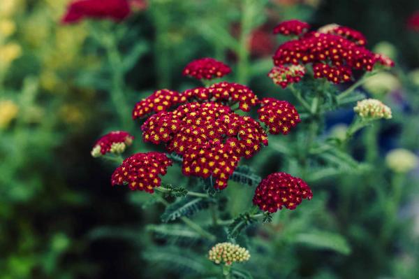 Yarrow 'Strawberry Seduction' 1 Gallon