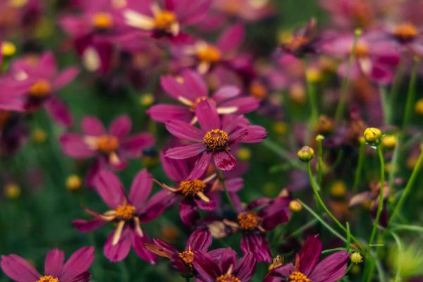 Tickseed 'Red Satin' 2 Gallon