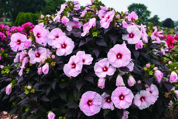 Hardy Hibiscus 'Dark Mystery' 3 Gallon