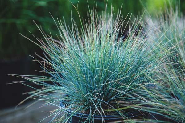 Blue Fescue Grass 'Beyond Blue' 2 Gallon