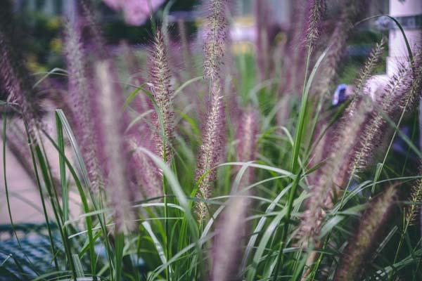 Fountain Grass 'Red Head' 3 Gallon