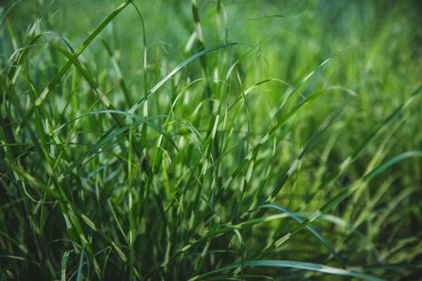 Dwarf Zebra Grass 'Bandwidth' 3 Gallon