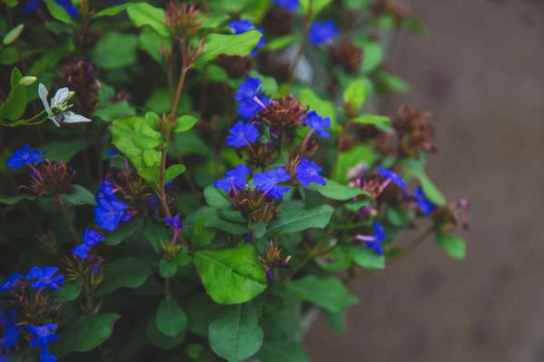 Hardy Plumbago 2 Gallon