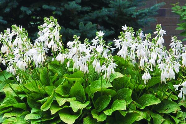 Hosta 'Royal Standard' 1 Gallon