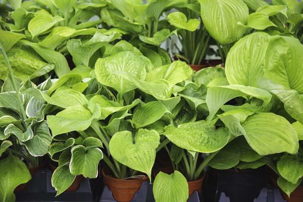 Hosta 'Sum & Substance' 1 Gallon