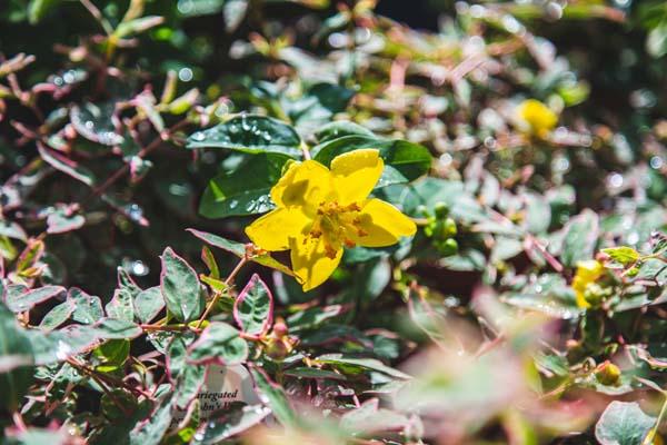 St. John's Wort 'Tricolor' 1 Gallon