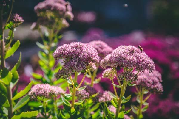Stonecrop Sedum 'Autumn Fire' 1 Gallon