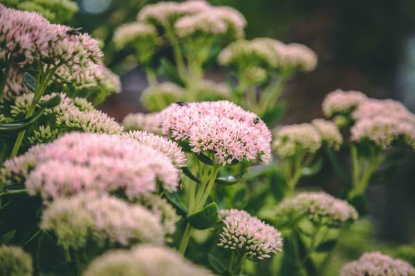 Stonecrop Sedum 'Autumn Joy' 1 Gallon