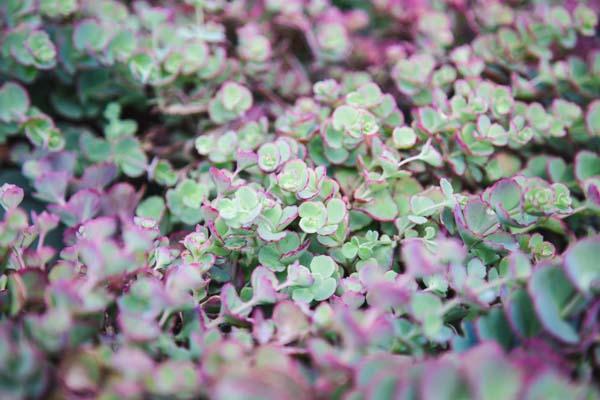 October Daphne Stonecrop 2 Gallon