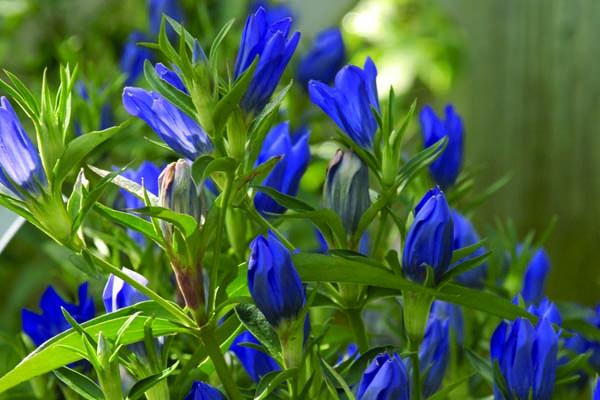 Gentian 'True Blue' 1 Gallon