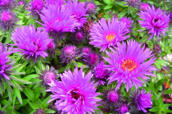 New England Aster 'Vibrant Dome' 1 Gallon