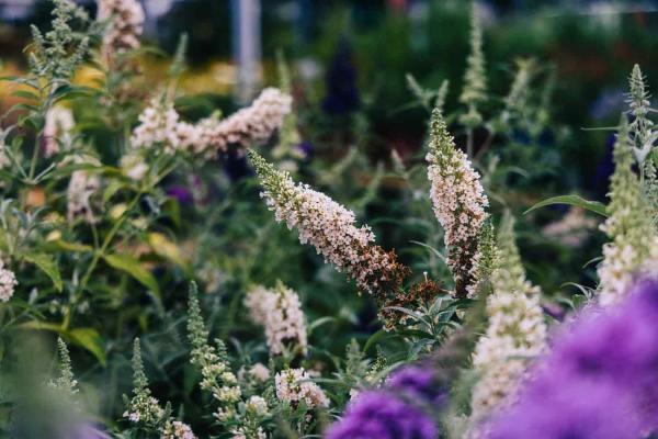 Butterfly Bush Buzz&reg; 'Ivory' 1 Gallon