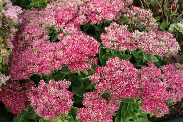 Stonecrop Sedum 'Hot Stuff' 2 Gallon